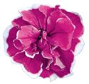 Bild von Petunia double P12 Purple Picotee
